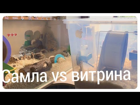 Видео: Жильё для хомяков. Сравнение самлы и витрины.