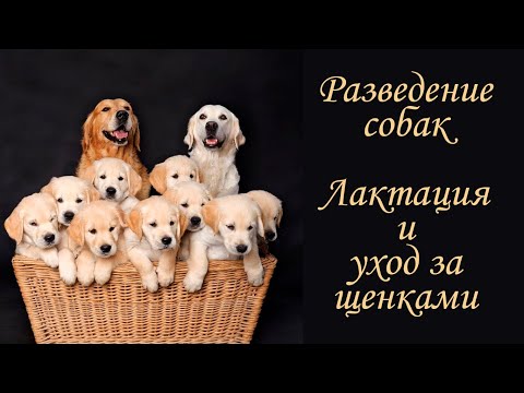 Видео: Разведение собак. Лактация. Уход за матерью и щенками.