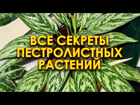 Видео: СТРАННЫЕ, но ОЧЕНЬ желанные цветы в доме! / Правила ухода за вариегатными растениями