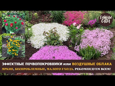 Видео: РЕКОМЕНДУЕМ ВСЕМ! ЭФФЕКТНЫЕ ПОЧВОПОКРОВНЫЕ ЦВЕТЫ. НАШ САД В ИЮНЕ. ОБЗОР, ПРОГУЛКА И МНОГОЕ ДРУГОЕ.