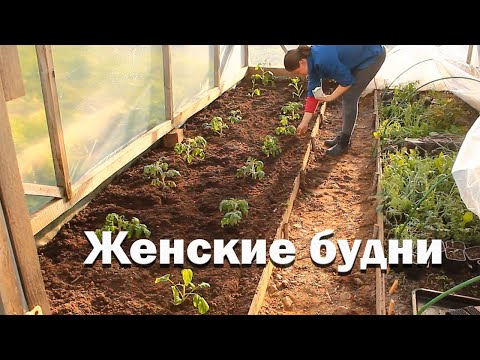 Видео: Женские будни. Утки съели рассаду//участок весной//баба или мужик?