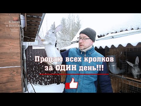 Видео: Итоги кролиководства за зимний период!!! Сбыт крольчатины!