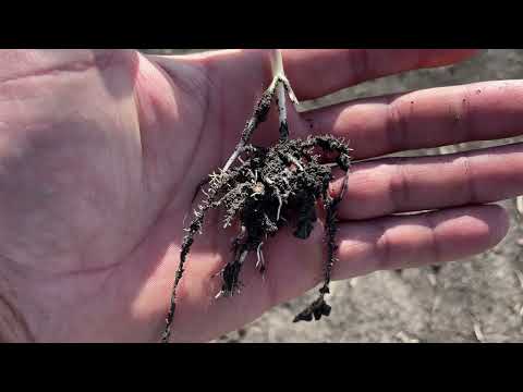 Видео: Кукурудза 2025! Технологія вирощування, живлення,гібрид, посів та схема захиста!