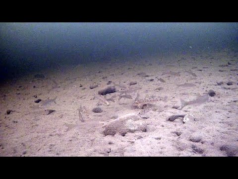 Видео: Рыбалка у чёрной дыры. Ловля налима. Серия тринадцатая.