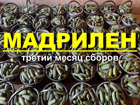 Видео: Огурец Мадрилен Третий месяц сборов