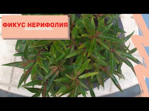 Видео: Фикус нериифолия (Ficus nerifolia) бонсай. Лидер по скорости роста среди фикусов