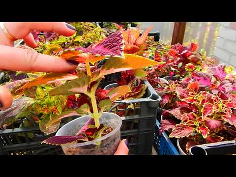 Видео: ОБЗОР НОВЫХ КОЛЕУСОВ...ШИКАРНЫЕ СОРТА..