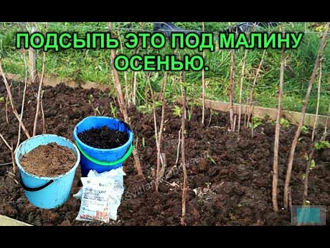 Видео: ПОЧТИ ВОЛШЕБНАЯ ГРЯДКА СТАНЕТ- ЕСЛИ ПОДСЫПИШЬ ЭТО ПОД МАЛИНУ ОСЕНЬЮ! ОЧЕНЬ ВАЖНАЯ ПОДКОРМКА ПОД ЗИМУ