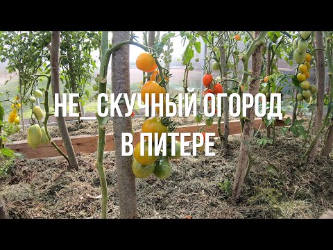 Видео: Не_скучный огород в Питере