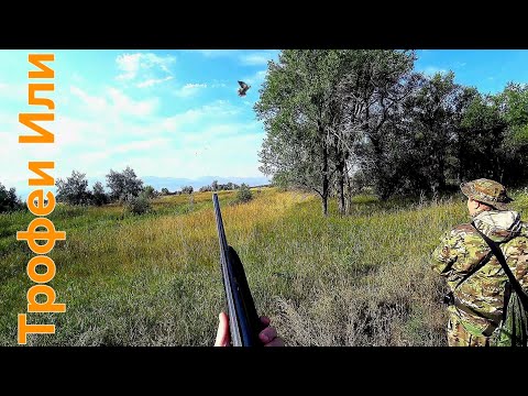 Видео: Охота Вяхирь Горлица/Начал набивать глаз после долгово межсезонья 