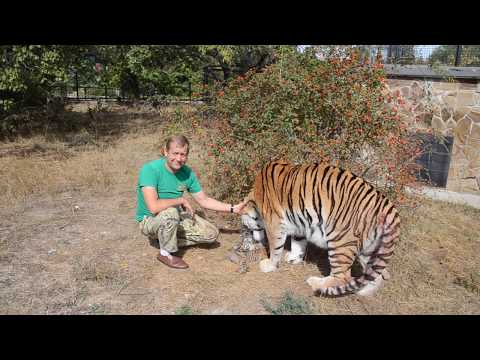 Видео: Тигрица Василиса забирает самого маленького тигренка !