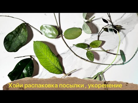 Видео: Новые хойи в коллекции, распаковка, сорта! Укоренение срезов #хойи #зимнийсад