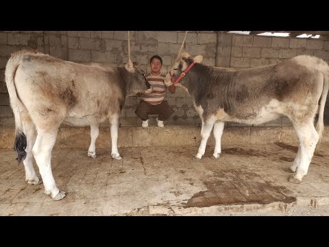 Видео: BOGOZ GUNOJINLAR SOTILADI ☎️902052128 ноября 2025 г. Богоз гуножинлар сотилади 