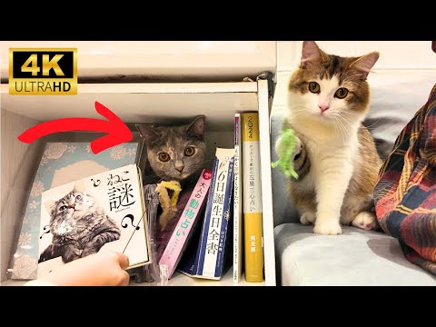 Видео: Самое чистое кошачье кафе в Японии🐈Весь день играем в кошачьем раю. | Кошачье кафе Мокко  Мачида