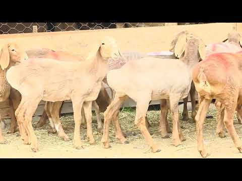 Видео: Укмуш арашан ургачы козулар