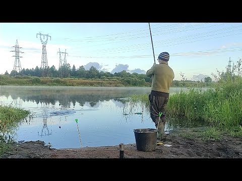 Видео: Лещ зашёл в Реку . Ловлю на Фидер  Больших Лещей реки Волхов.