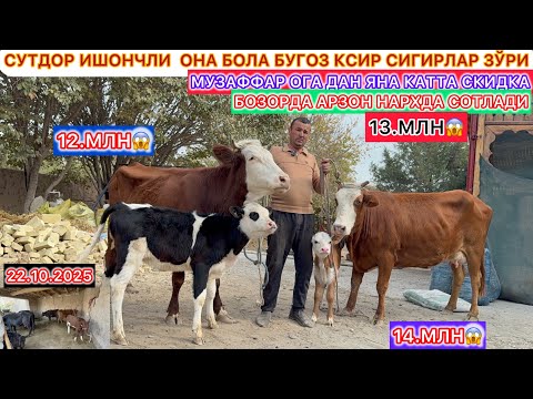 Видео: СУТДОР ИШОНЧЛИ ОНА БОЛА БУГОЗ КСИР СИГИРЛАР ЗЎРИ СОТЛАДИ АРЗОН НАРХДА 22-октябрь 2025 