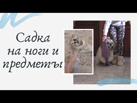 Видео: Запрыгивание на ногу / Воспитание собаки