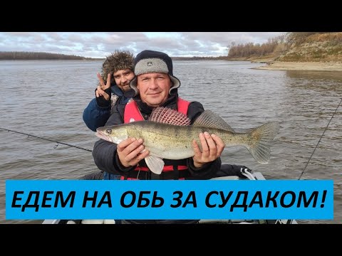 Видео: ЗА СУДАКОМ НА ОБЬ!