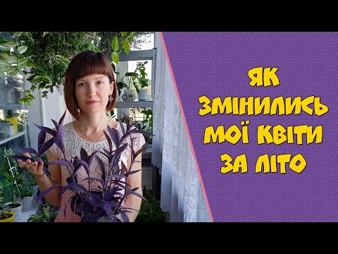 Видео: Як змінились мої квіти за літо