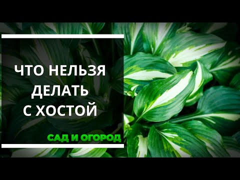 Видео: Что нельзя делать с хостой — 4 главные ошибки, которые раньше портили мое растение
