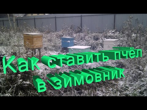 Видео: Профессор Кашковский: Как ставить пчёл в зимовник