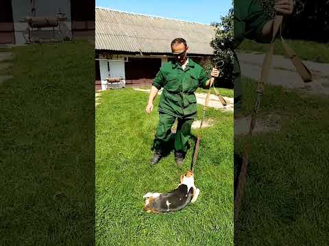 Видео: Эстонская гончая. 7 мес.