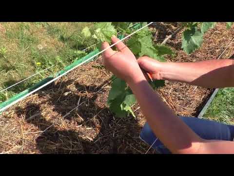 Видео: Виноград.Нормировка лозы(куста) гроздьями, пасынкование .