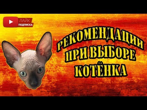 Видео: Как выбрать котёнка ? | Канадский сфинкс | Фифа | Лысая киска #лысаякиска #сфинкс #Фифа