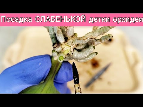 Видео: СЛАБЕНЬКАЯ деточка орхидеи идёт в посадку. Риск есть, медлить нельзя! ПЕРЕСАДКА Little Orchid