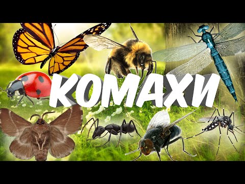 Видео: Цікаві факти про комах🦋 Вичаємо комах🐝Про комах дітям🐞