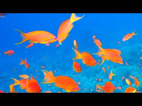 Видео: Подводный мир Montazah Ras Nasrani, Albatros Palace Sharm 5*