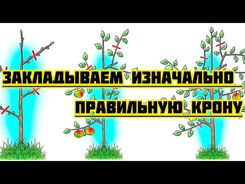 Видео: Как формировать саженцы яблони,груши в первый и второй год жизни.