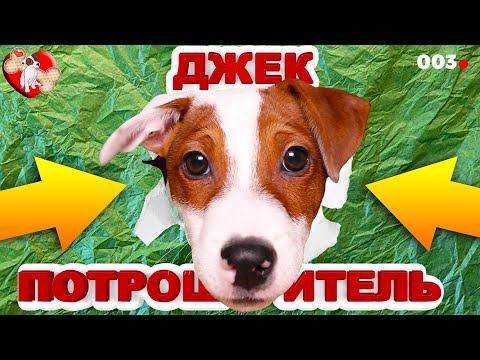 Видео: Джек Рассел Терьер Потрошитель 🐾 Говорящая собака Локи Бобо 🐾 Влог - 3 серия