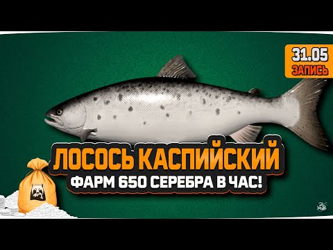 Видео: Лосось Каспийский на реке Ахтуба. Фарм 650 в час — Русская Рыбалка 4