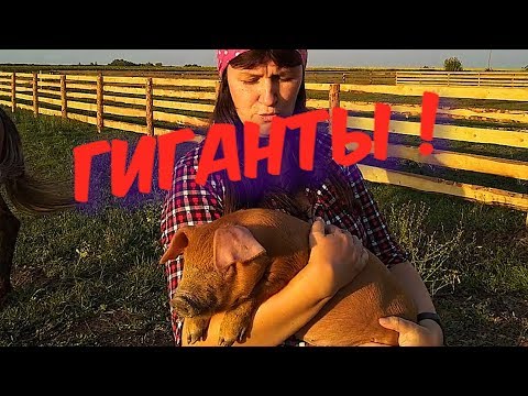 Видео: ПОРОСЯТА РАСТУТ, КАК НА ДРОЖЖАХ! КАК ВЫРАСТИТЬ ИЗ ПОРОСЯТА БОЛЬШИХ СВИНЕЙ?БЕЛКОВЫЙ КОРМ!