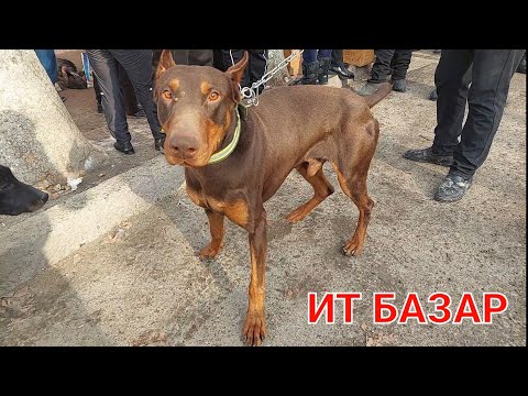 Видео: Шымкент ит,күшік бағасы.