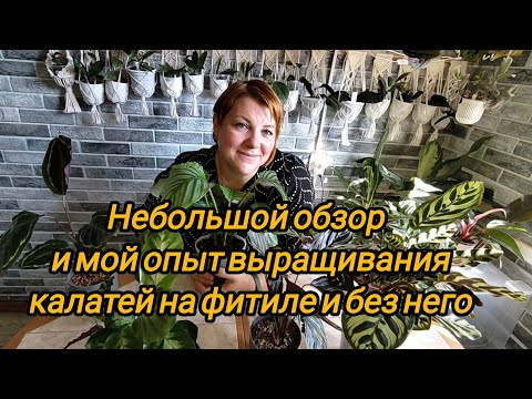 Видео: Небольшой обзор калатей и мой опыт по их выращиванию на фитиле и без него