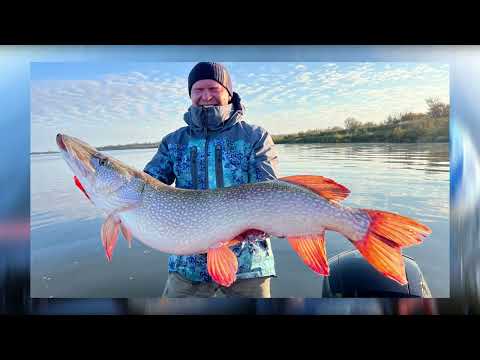 Видео: ТРОФЕЙНАЯ ЩУКА в Panoptix на течении | Рыбалка в Томской области 2025