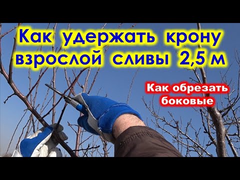 Видео: КАК УДЕРЖАТЬ КРОНУ у взрослой СЛИВЫ до 2,5 м