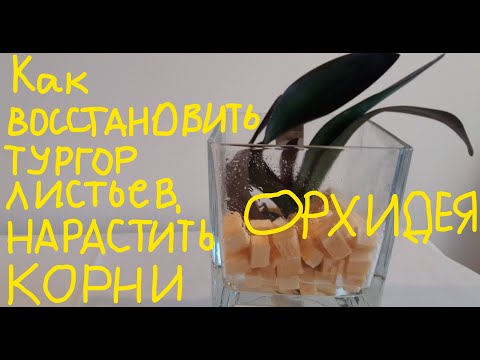 Видео: КАК ВОССТАНОВИТЬ ТУРГОР ЛИСТЬЕВ, НАРАСТИТЬ КОРНИ И ЛИСТЬЯ ОРХИДЕЕ.