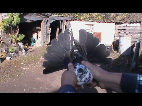 Видео: Николаевские голуби