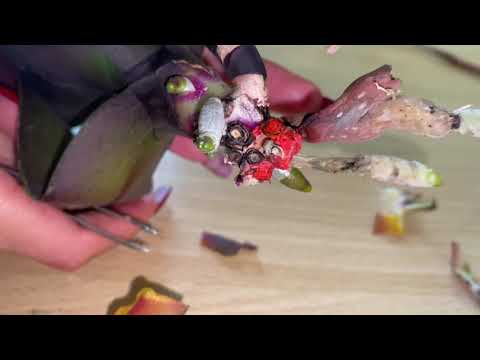 Видео: Реанимация Орхидеи без корней #2. АРКС РЕЙ какой результат? #фаленопсис #арксрей #моицветочки #цветы