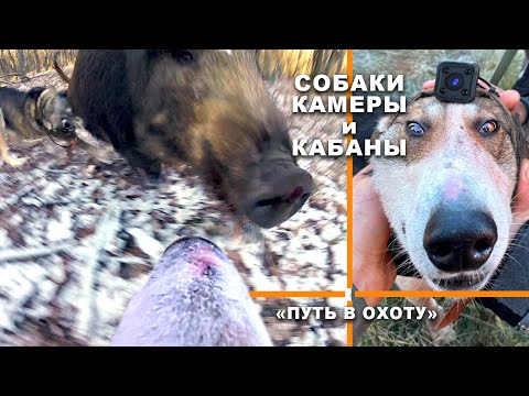 Видео: С СОБАКАМИ НА КАБАНА
