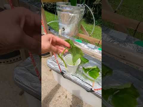 Видео: Клонирование огурцов, возможно ли?  #гидропоника  #клонирование #garden