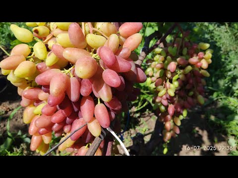 Видео: Новинки винограда Фреш мускат (555), делаем улучшенную формировку 