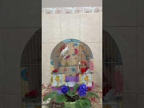 Видео: Дмитрий  03 11 2025 г