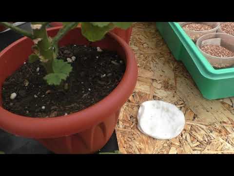 Видео: Черенкую новые сорта пеларгоний