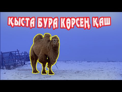 Видео: Жылқыларға шөп салып/Апачи және Бураны көрдік