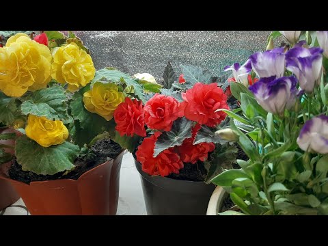 Видео: Как сохранить Цветы Зимой СПОСОБЫ Укоренения💖🌹💐в домашних условиях